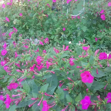 La Valentina, Climatise * Cubjac